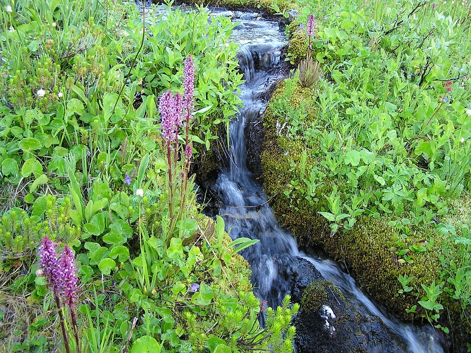 Wildflowers along a brook