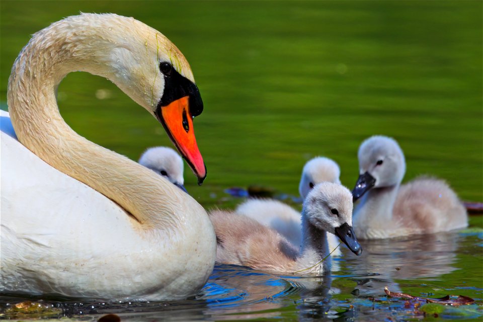 Beautiful swan family