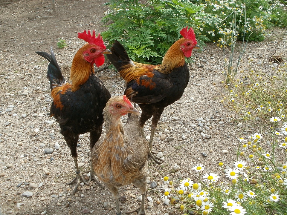 Chickens. Free Range Cock and Hens photo