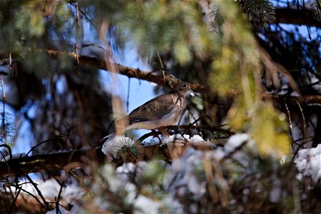 Mourning dove in a pine tree