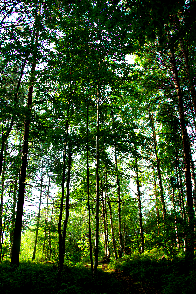 Лес / Forest