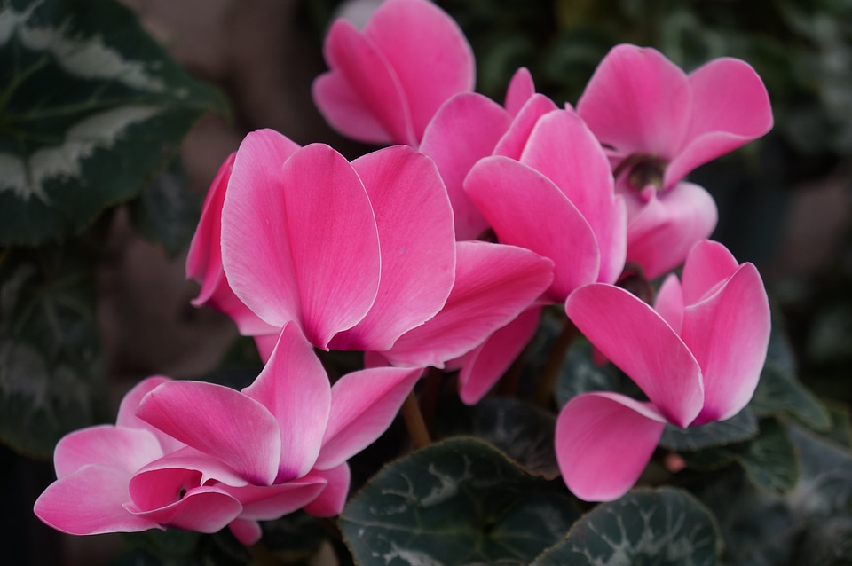 Pink cyclamen flowers