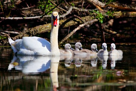 Beautiful swan family