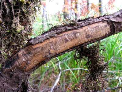 Beaver-damage-spruce-branch-Tongass