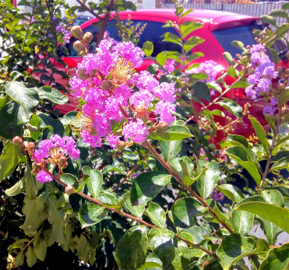 Flor