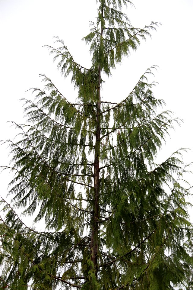 Western-redcedar-bole-damage-live-top-Prince-of-Wales-Island-Tongass