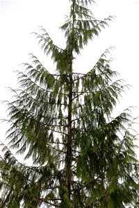 Western-redcedar-bole-damage-live-top-Prince-of-Wales-Island-Tongass