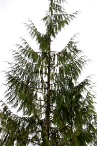 Western-redcedar-bole-damage-live-top-Prince-of-Wales-Island-Tongass photo