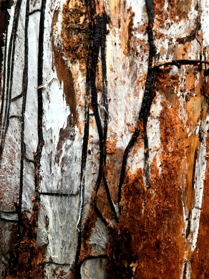 Armillaria-rhizomorphs-mycelial-fan-Tongass-01