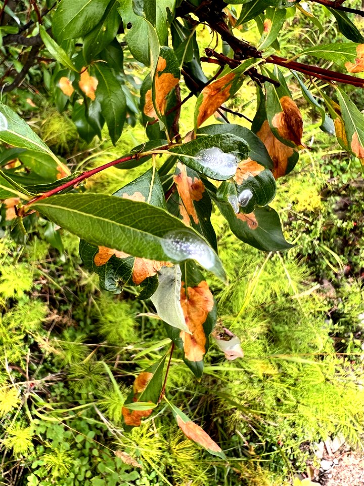 Willow-leafblotch-miner-damage-and-pupae-Alaska