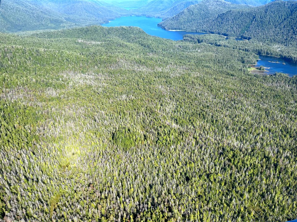 Yellow-cedar-decline-Kuiu-Island-2022-TongassNF-2
