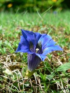 Blue purple blossom
