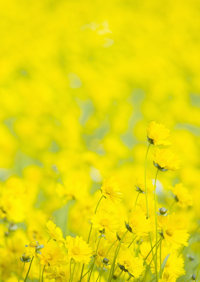 Beautiful yellow cosmos flower in the filed
