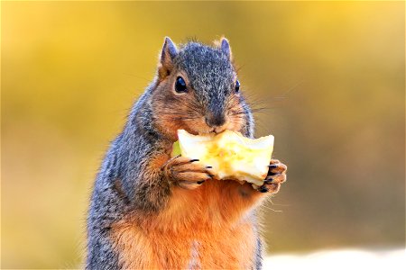 Very Polite Fox Squirrel