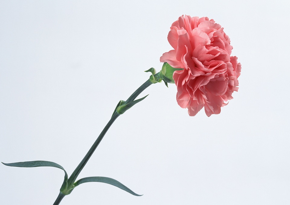 Beautiful pink carnation