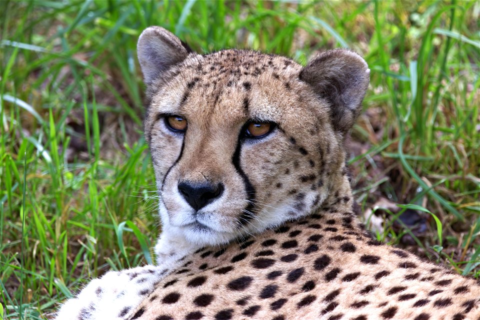 The Cats of Binder Park