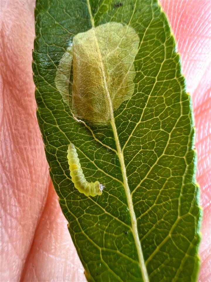 Willow-leafblotch-miner-larva-and-mine-Alaska