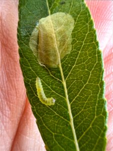 Willow-leafblotch-miner-larva-and-mine-Alaska