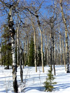 Aspen-target-canker-near-Fox-Alaska