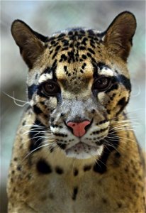 Ryker the Clouded Leopard