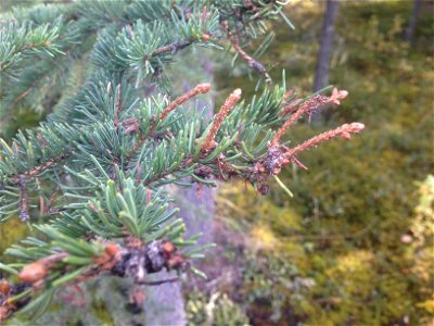 Spruce-budworm-feeding-damage-Alaska photo