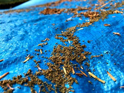 Western-blackheaded-budworm-frass-2021-Juneau-Tongass-1