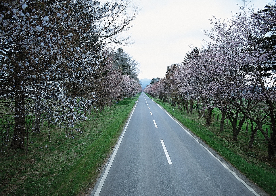 road and alley of flowering cherry-trees