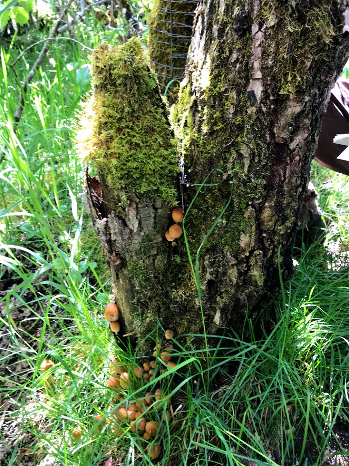 Armillaria-mushrooms-alder-Tongass-2