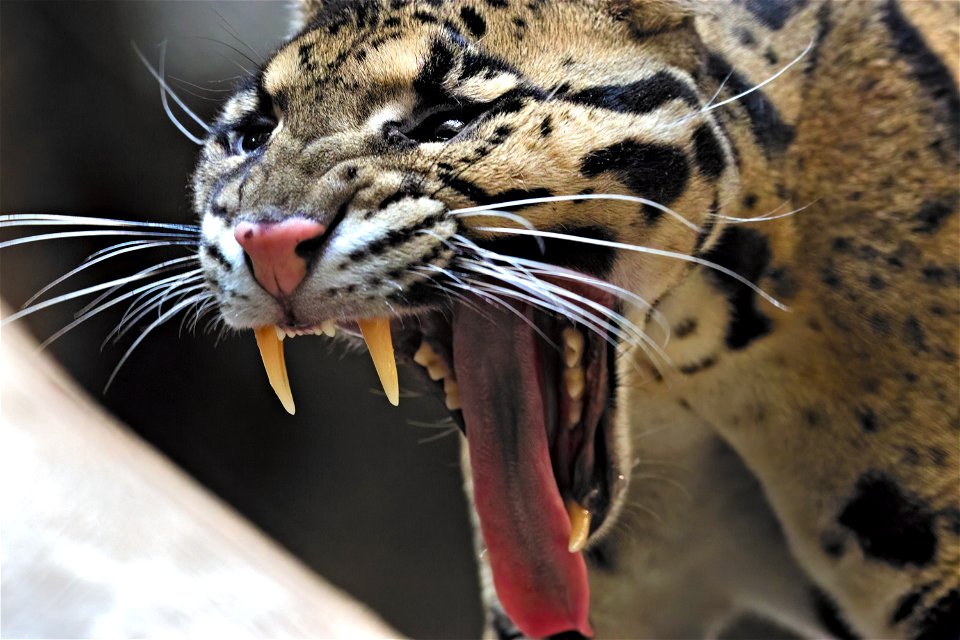Ryker the Clouded Leopard
