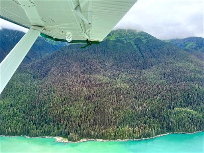 Western-blackheaded-budworm-damage-Aerial-detection-survey-TongassNF