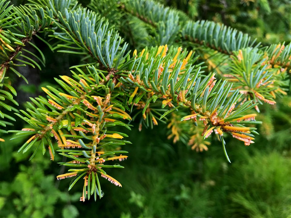 Spruce-needle-rust-infected-foliage-Juneau-Tongass-1