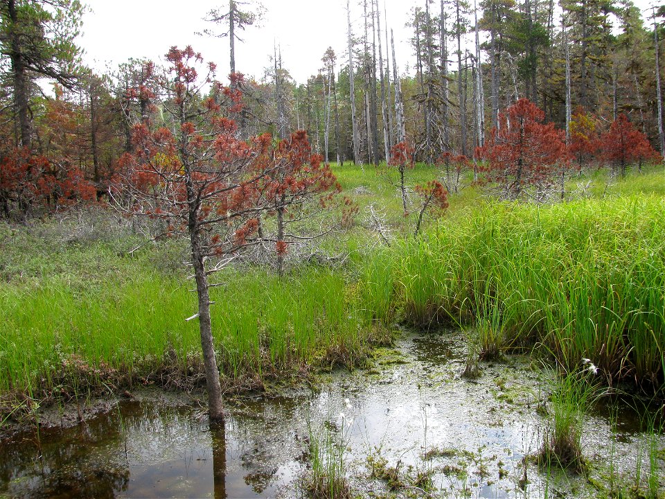 Flooding-Prince-of-Wales-Island-Tongass