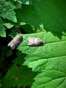 Western-blackheaded-budworm-moths-Tongass