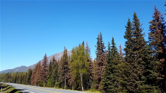 Spruce-beetle-damage-Cooper-Landing-May-2021-Alaska-2