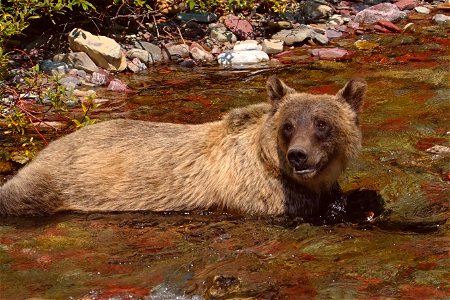 Bear Priorities