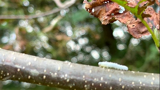 Woolly-alder-sawfly-caterpillar-feeding-TongassNF