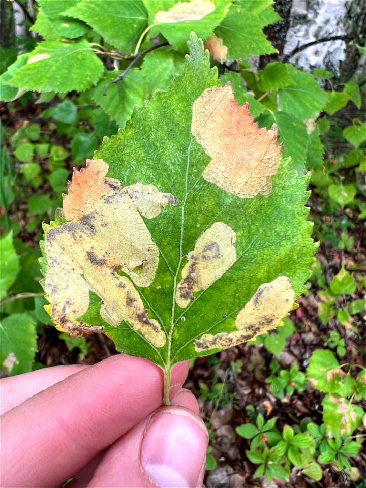 Birch-leafminer-damage-Alaska