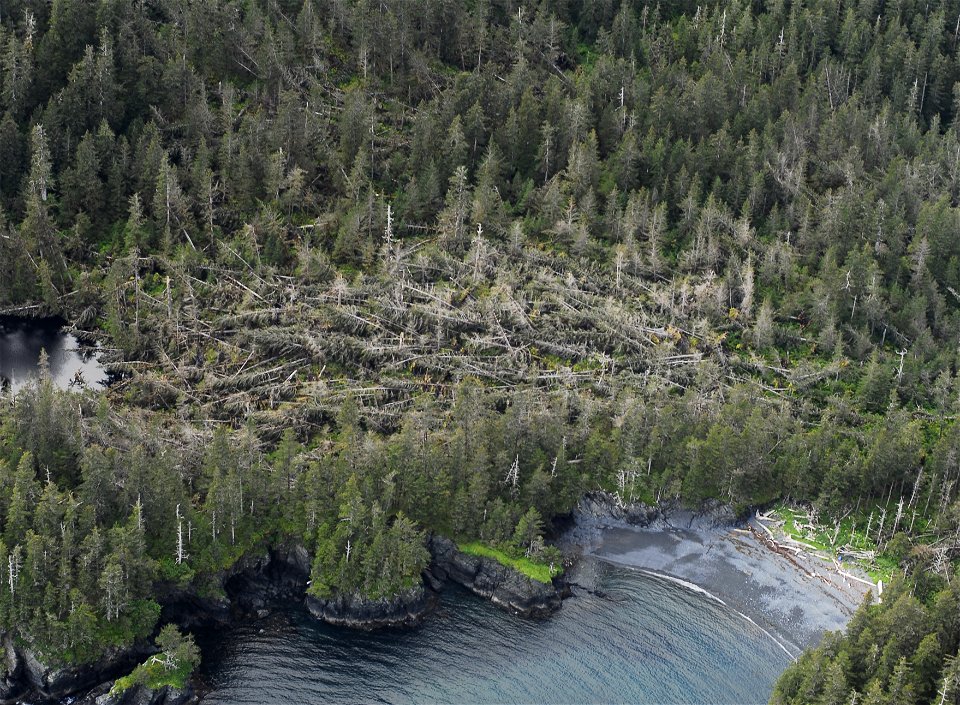 Windthrow-Port-Dick-Kenai-Peninsula-2012-Alaska
