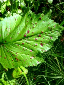 Viburnum-rust-leaf-infection-Tongass