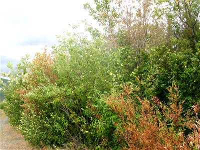 Willow-leafblotch-miner-damage-Alaska