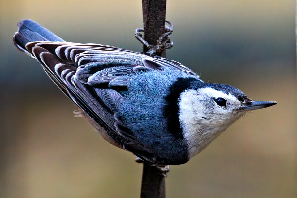 White-breasted nuthatch