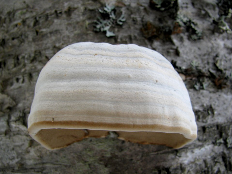 Fomes-fomentarius-near-Anchorage-Alaska-1