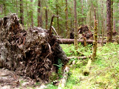 Root-wads-windthrow-Tongass photo