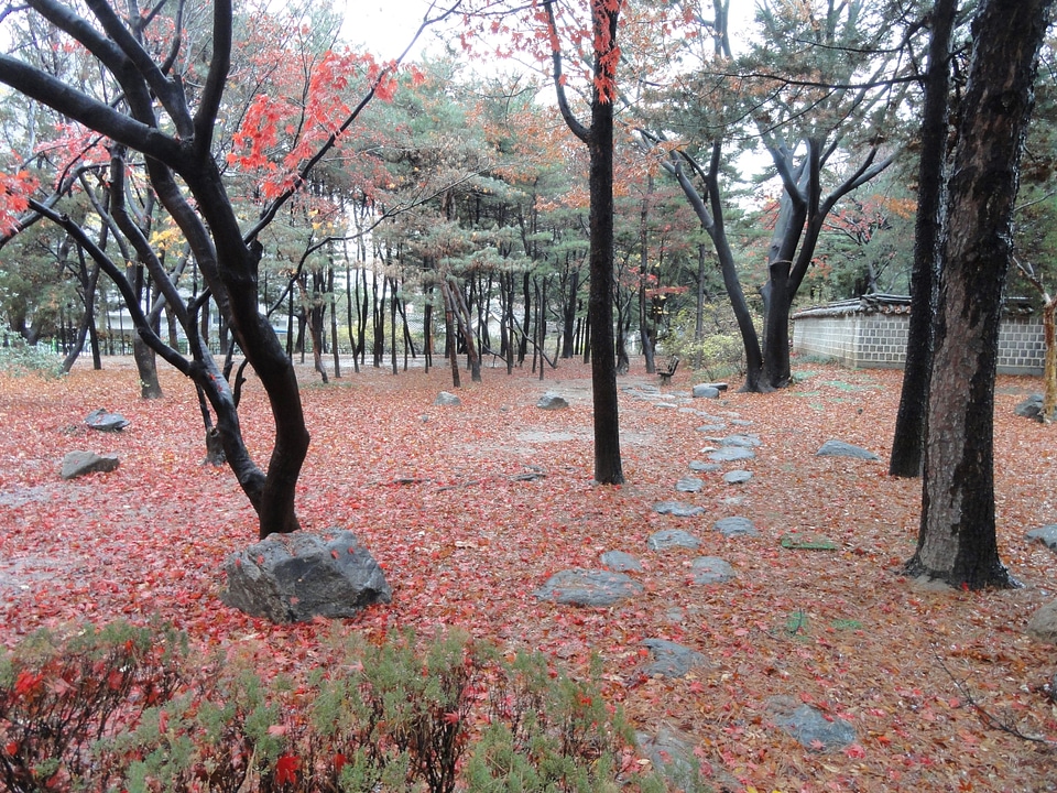 fallen leaves in Dosan Memorial Park
