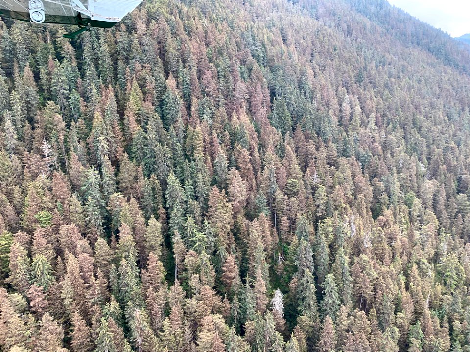 Hemlock-sawfly-defoliation-aerial-detection-survey-Tongass-1