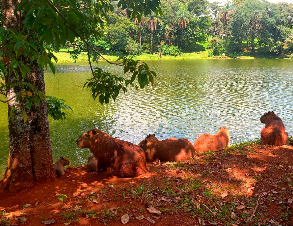Família de Capivara