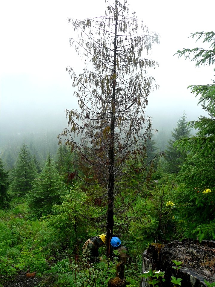 Young-growth-yellow-cedar-decline-Kupreanof-Island-Tongass-1