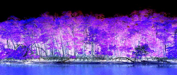 Everglades in Blue-Violet