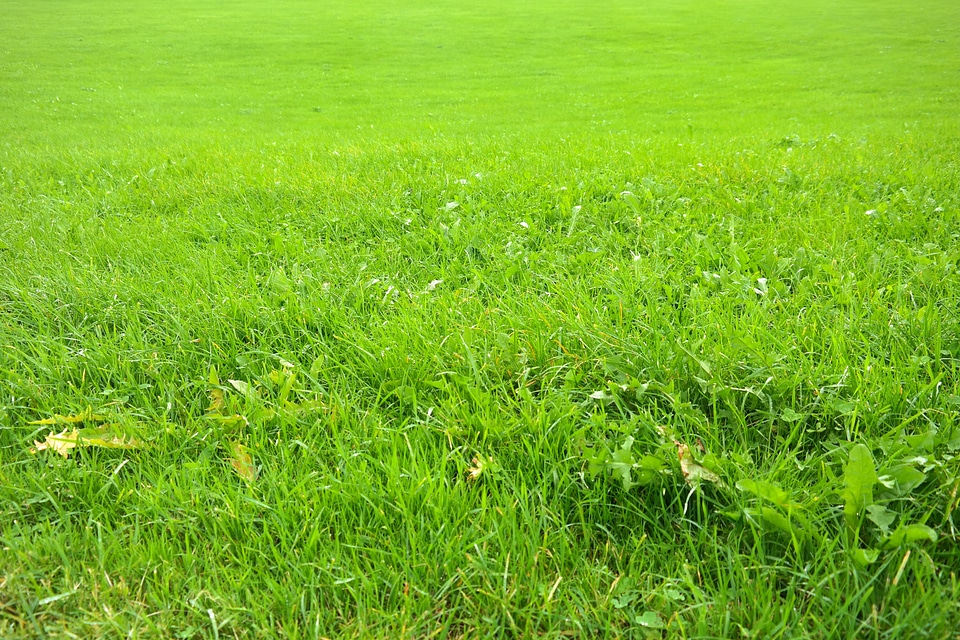 Juicy light green shades of green
