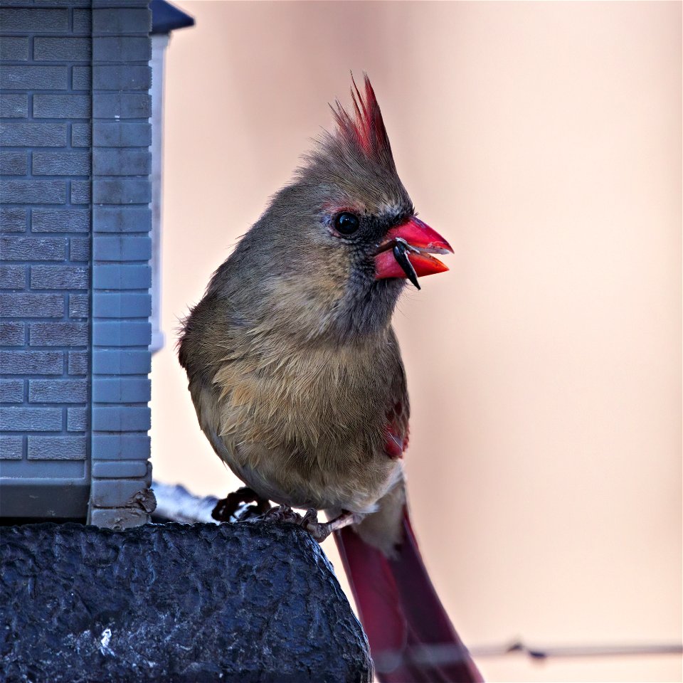 Beautiful female cardinal